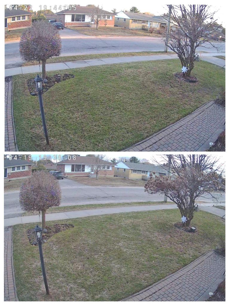 Waking up the lawn in spring before and after
